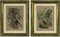 Emil Hochdanz, Insekten, Original Lithographien, 1868, Gerahmt, 2er Set 1