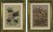 Emil Hochdanz, Flora and Fauna, Original Lithographs, 1869, Framed, Set of 2, Image 1