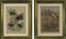 Emil Hochdanz, Flora und Fauna, Original Lithographien, 1869, Gerahmt, 2er Set 1