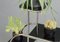 Bauhaus Plant Stand by Emile Guyot for Thonet, 1930s, Image 7