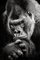 Abzerit, Gorilla di pianura occidentale Bw II, Fotografia, Immagine 1