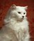 Andy Ryan, gato blanco, vista lateral, primer plano, fotografía, Imagen 1