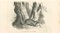 Paul Gervais, Elegant Galidia, Litografia originale, 1854, Immagine 1