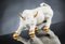 Italian Parts Gold Ceramic Wall Street Bull Sculpture from VGnewtrend 1