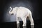 Italian African Ceramic Mother Elephant Parts Gold Sculpture by VG Design and Laboratory Department 4