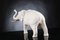 Italienische afrikanische Mutter Elefant Gold Skulptur aus Keramik von VG Design & Laboratory Department 4