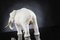 Italienische afrikanische Keramikvater Elefant Teile Gold Skulptur von VG Design & Laboratory Department 3