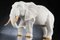 Italian African Ceramic Father Elephant Parts Gold Sculpture by VG Design and Laboratory Department 1