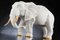 Italian African Ceramic Father Elephant Parts Gold Sculpture by VG Design and Laboratory Department, Image 1