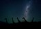 Arctic-Images, Giraffes Under Starry Skies, Namibia, Africa, Photograph 1