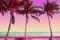 Artur Debat, Imagen de ensueño de la colorida vista de las palmeras en Miami, Fotografía, Imagen 1