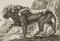 J. Meyer, Pacing Lion, 17th-Century, Etching, Image 1