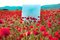 Artur Debat, Mirror Reflecting Blue Sky Between Red Poppies Field During Spring in Spain, Photograph 1