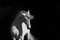 66North, Stallion on Black, Photograph, Image 1