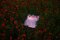 Artur Debat, Espejo que refleja el cielo del atardecer entre el campo de amapolas rojas durante la primavera en España, Fotografía, Imagen 1