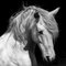 66North, White Stallion Horse BW Dressage, Fotografia, Immagine 1