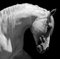 66North, White Stallion Horse andaluso BW, Fotografia, Immagine 1