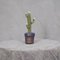 Wassergrüne Kaktuspflanze aus Muranoglas, 1990er 8