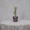 Wassergrüne Kaktuspflanze aus Muranoglas, 1990er 6