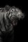 Toonman, White Tiger, Papel fotográfico, Imagen 1