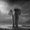 Chris Clor, Éléphant d'Afrique dans la savane, Papier Photographique 1