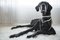 Christopherbernard, Big Dog Acostado sobre una alfombra de piel, Papel fotográfico, Imagen 1