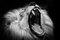 Denisapro, Leone bianco e nero con bocca aperta, carta fotografica, Immagine 1