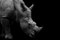 David Gn Photography, Southern White Rhinoceros Portrait Monochrome, Photographic Paper, Image 1