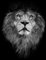Denisapro, Black and White Lion, Photographic Paper, Image 1