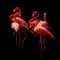 Istvan Kadar, American Flamingos (Phoenicopterus Rubber) en posición de dormir, Papel fotográfico, Imagen 1