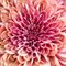 Jody Trappe, Chrysanthemum, Photographic Paper, Image 1