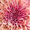 Jody Trappe, crisantemo, carta fotografica, Immagine 1
