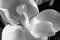 Baryta, Magnolia Grandiflora Flower, Photographic Paper 1