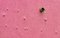 John C. Magee, Pink Bumpy Wall, carta fotografica, Immagine 1