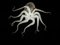 Jonathan Knowles, Octopus on Black Background, Papel fotográfico, Imagen 1