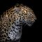 Laurent Dambreville / Eyeem, Close-Up of Cheetah Against Black Background, Photographic Paper 1