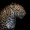 Laurent Dambreville / Eyeem, Close-Up of Cheetah su sfondo nero, carta fotografica, Immagine 1