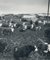 Cows, Texas, 1960s, Black and White Photograph 3