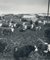 Cows, Texas, 1960s, Black and White Photograph, Image 3