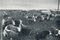 Vacas, Texas, años 60, fotografía en blanco y negro, Imagen 1