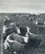 Cows, Texas, 1960s, Black and White Photograph 2