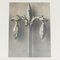 Botanic Photographs in Black and White by Karl Blossfeldt, Set of 3 3