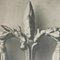 Botanic Photographs in Black and White by Karl Blossfeldt, Set of 3 4