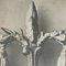 Botanic Photographs in Black and White by Karl Blossfeldt, Set of 3, Image 4