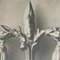 Fotografie botaniche in bianco e nero di Karl Blossfeldt, set di 3, Immagine 4