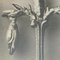 Fotografie botaniche in bianco e nero di Karl Blossfeldt, set di 3, Immagine 6