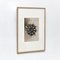 Botanic Photographs in Black and White by Karl Blossfeldt, Set of 3 8