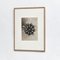 Botanic Photographs in Black and White by Karl Blossfeldt, Set of 3 5