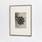 Botanische Fotografien in Schwarz & Weiß von Karl Blossfeldt, 3er Set 5