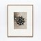 Botanic Photographs in Black and White by Karl Blossfeldt, Set of 3, Image 2